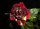DSCN8865