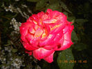 DSCN8886