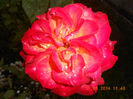 DSCN8888