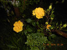 DSCN8990