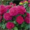 Shophy's  Rose