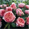The Alnwick Rose