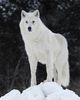 White_wolf