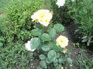 DSC04255