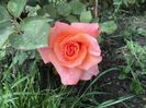 DSC04256