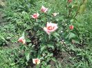 DSC04262