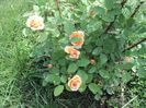 DSC04266
