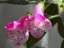 Kohleria Marta (ni)