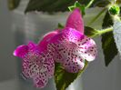 Kohleria Marta (ni)