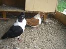 Strasser-2014 038