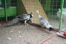 DSC05409