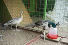 DSC05422