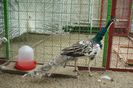 DSC05425