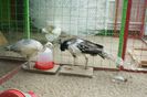DSC05432