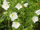 oenothera speciosa alba