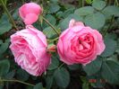Pomponella
