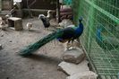 DSC05780