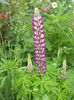 Lupin