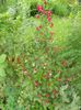 Weigela