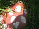 Picture 070