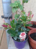 dipladenia rosie