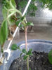 fuchsia gomer