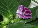 Gloxinia mov