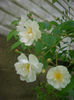 CIMG9802