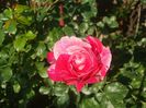 poza flori 371