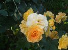 Goldelse