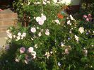 poza flori 385