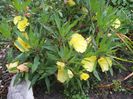 oenothera