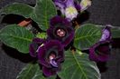 Viola