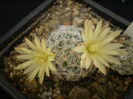 MAMMILLARIA DUWEI