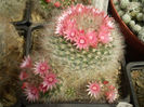 MAMMILLARIA BOCASANA F ROSEIFLORA