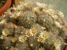 MAMMILLARIA PROLIFERA