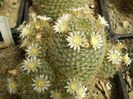 MAMMILLARIA CRINITA SSP WILDII