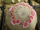 MAMMILLARIA PSEUDOPERBELLA