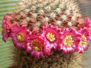 MAMMILLARIA COLUMBIANA