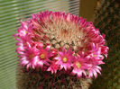 MAMMILLARIA COLUMBIANA