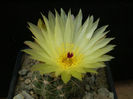 PARODIA GRASIGIBBA