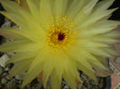 PARODIA GRASIGIBBA