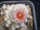 ESCOBARIA SNEEDII SSP LEEI