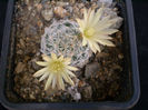 MAMMILLARIA DUWEI