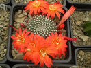 REBUTIA KRAINZIANA