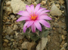 TURBINICARPUS ALONSOI