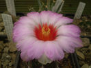 THELOCACTUS BICOLOR