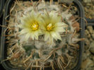 TURBINICARPUS SCHIEMDICKEANUS V FLAVIFLORUS