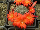 REBUTIA KRAINZIANA