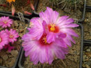 THELOCACTUS BICOLOR